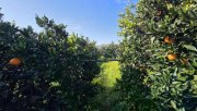 Tympaki Kreta, Tympaki Zitrusplantage 4.000 m² Grundstück kaufen
